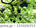 ブドウ狩り_ピオーネ 131026353