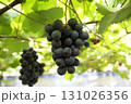 ブドウ狩り_ピオーネ 131026356