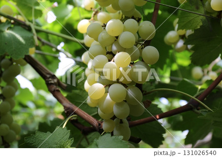 ブドウ狩り_ネオマスカット 131026540