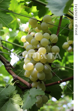 ブドウ狩り_ネオマスカット 131026541