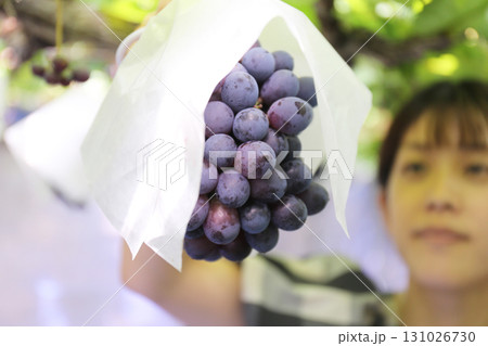 ブドウ狩りを楽しむ女性（ピオーネ） 131026730