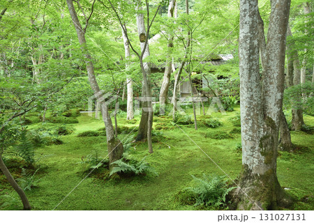 祇王寺　夏の庭園(京都市右京区) 131027131