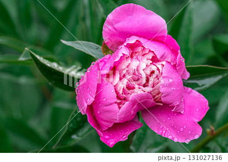 Peony flower with rain drop 131027136
