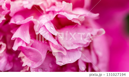 Peony flower petals close up 131027194
