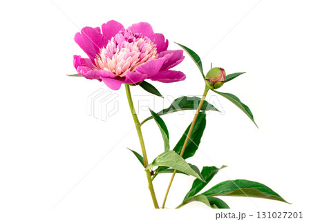 Pink peony flower on white background Pink peony flower on white background 131027201