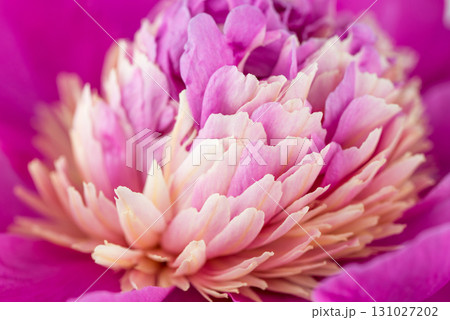 A close up of a pink flower with a yellow center A close up of a pink flower with a yellow center 131027202