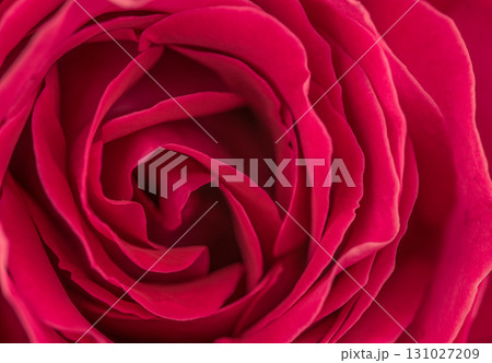 A close up of a red rose with a pink center A close up of a red rose with a pink center 131027209