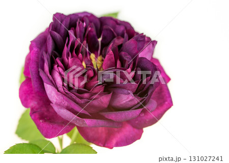 A purple flower with a green stem 131027241