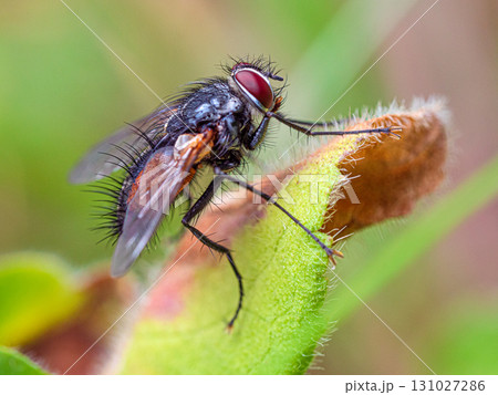 A fly is on a leaf 131027286