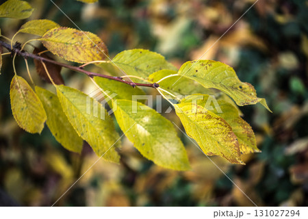 A leafy branch with a few leaves on it 131027294