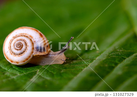 Garden Snail on Green Leaf 131027329