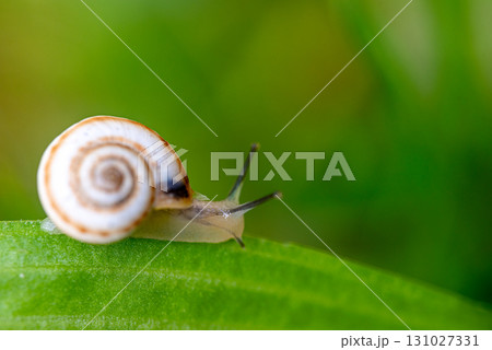 Garden Snail on Green Leaf 131027331