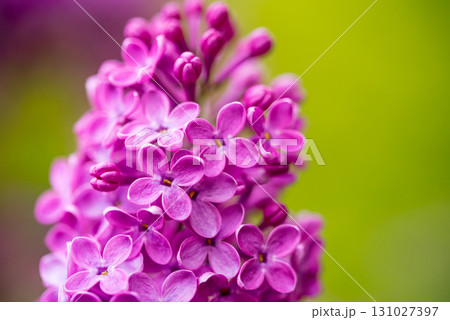Pink Lilac Flowers Close up Pink Lilac Flowers Close up 131027397