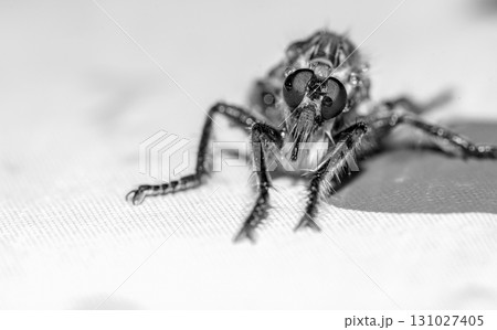 Fly insect close up Fly insect close up 131027405
