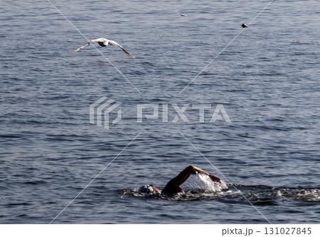 Swimmer Glides Through Calm Water with a seagull flying above 131027845