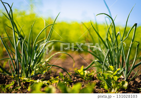 green onions rows growing in the garden 131028103
