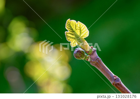 A leafy branch with a green leaf on it 131028176