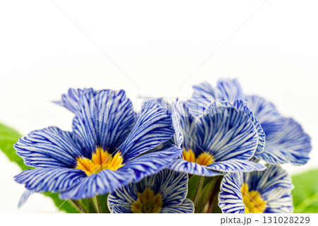 A bouquet of blue and white flowers with yellow centers 131028229