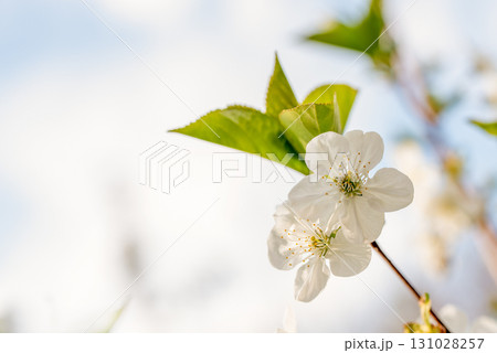 A white flower with green leaves is in the foreground of a blue sky 131028257