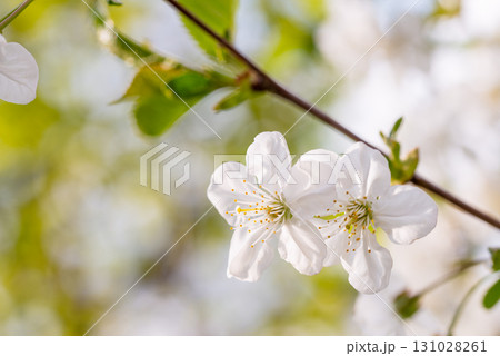 A white flower with yellow spots is on a branch 131028261