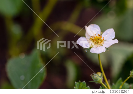 A white flower with dew drops on it A white flower with dew drops on it 131028264