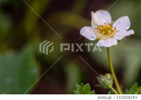A white flower with dew drops on it A white flower with dew drops on it 131028265