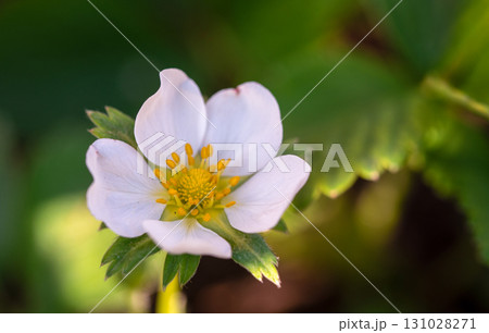 A white flower with yellow centers sits on a green leaf 131028271