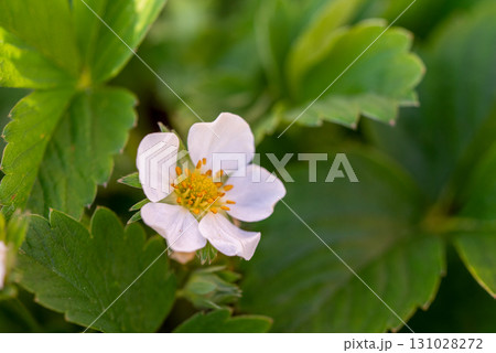 A white flower with yellow centers sits on a green leaf 131028272