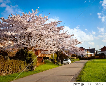 桜 田舎道 桜 田舎道 131028717
