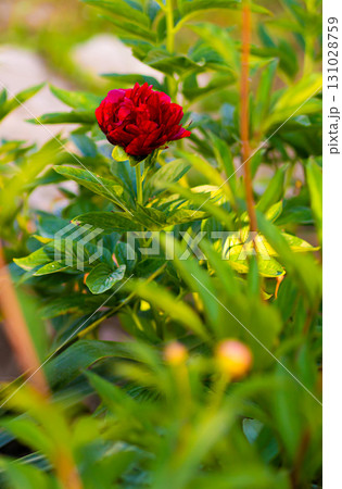 Pink flowers peonies flowering on background pink peonies. Peonies garden. 131028759