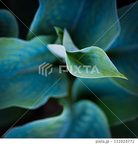 Hosta plant in the garden. Large green leaves hosta.Closeup green leaves background. 131028772