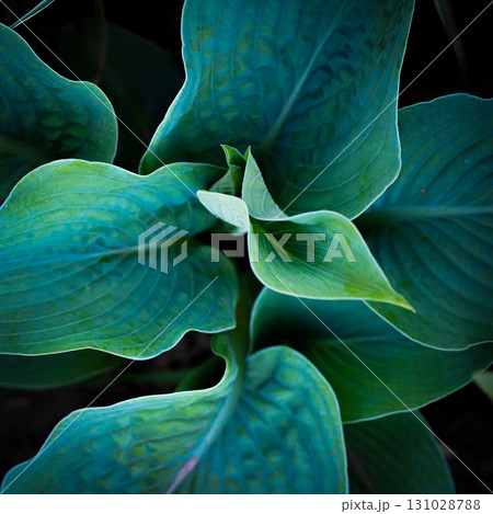 Hosta plant in the garden. Large green leaves hosta.Closeup green leaves background. 131028788
