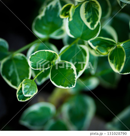 Variegated greater Periwinkle plant leaves close-up in home garden within sunlight. Variegated greater Periwinkle plant leaves close-up in home garden within sunlight. 131028790