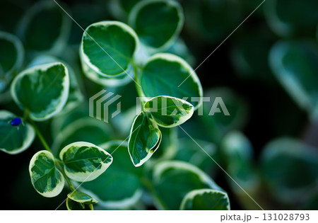 Variegated greater Periwinkle plant leaves close-up in home garden within sunlight. Variegated greater Periwinkle plant leaves close-up in home garden within sunlight. 131028793