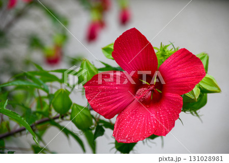 A red flower with a droplet of water on it A red flower with a droplet of water on it 131028981