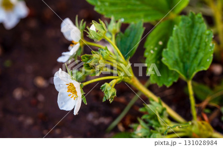 A close up of a flower with a few drops of water on it A close up of a flower with a few drops of water on it 131028984