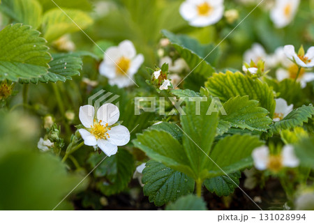 A field of white flowers with green leaves 131028994