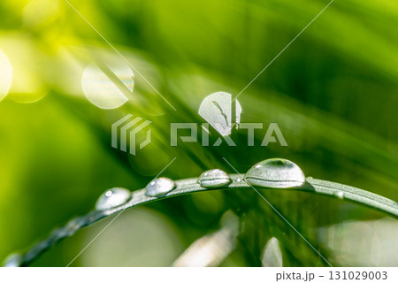 A leaf with water droplets on it 131029003