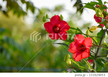 Two red flowers are blooming in a lush green garden 131029053