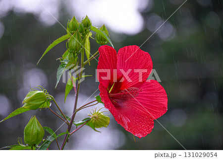 A red flower with raindrops on it 131029054