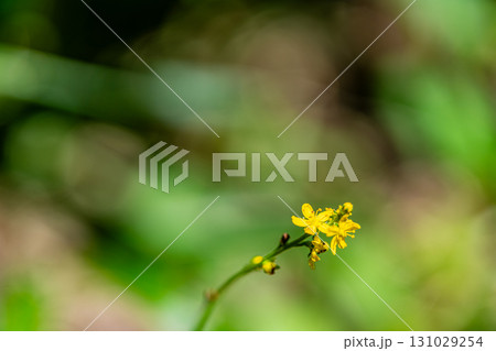 【国指定天然記念物】鯉ヶ窪湿原 初秋の湿原に咲くヒメキンミズヒキ1 岡山県新見市 【国指定天然記念物】鯉ヶ窪湿原 初秋の湿原に咲くヒメキンミズヒキ1 岡山県新見市 131029254