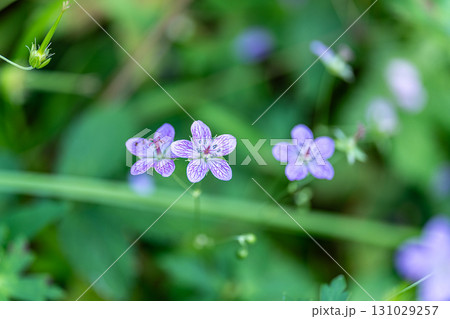 【国指定天然記念物】鯉ヶ窪湿原 初秋の湿原に咲くビッチュウフウロ8 岡山県新見市 【国指定天然記念物】鯉ヶ窪湿原 初秋の湿原に咲くビッチュウフウロ8 岡山県新見市 131029257