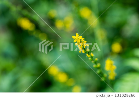 【国指定天然記念物】鯉ヶ窪湿原　初秋の湿原に咲くヒメキンミズヒキ2　岡山県新見市 131029260