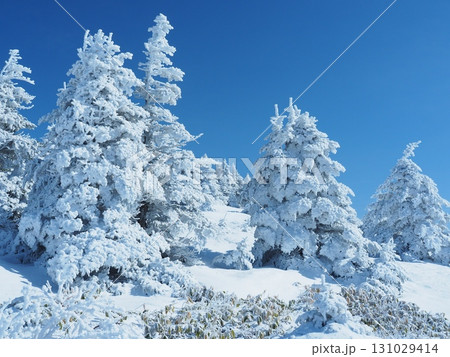 四阿山の樹氷の森 四阿山の樹氷の森 131029414