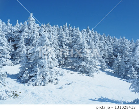 四阿山の樹氷の森 四阿山の樹氷の森 131029415