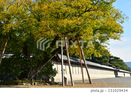 京都御苑　清水谷家の椋 131029434