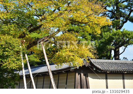 京都御苑 清水谷家の椋 京都御苑 清水谷家の椋 131029435