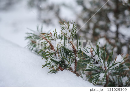 A serene, close-up shot of a small pine branch covered in freshly fallen snow. A serene, close-up shot of a small pine branch covered in freshly fallen snow. 131029509