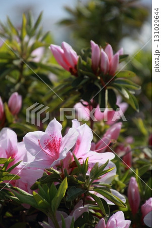 青空のもと満開に咲くツツジ 131029644