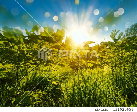 太陽　植物 131029653